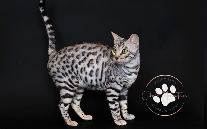bengal kitten for sale